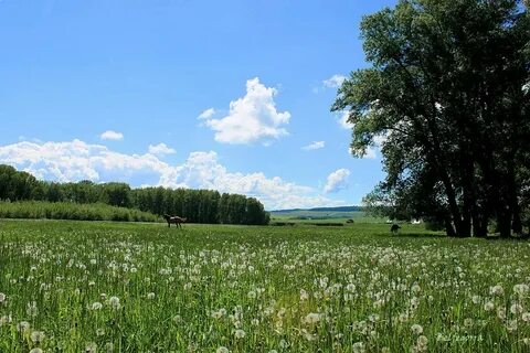 Родные поля новости последние