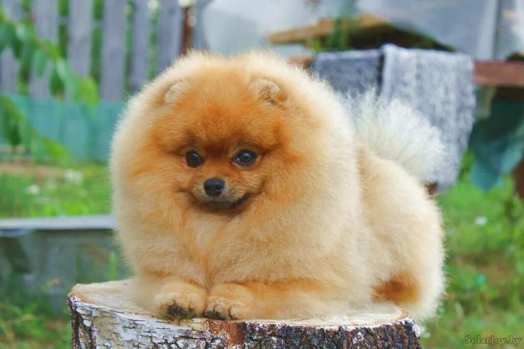 питомник смоленск. питомник солар. шпицуля белый щенок. питомник sunny находка шпиц. цвергшнауцер новый год.