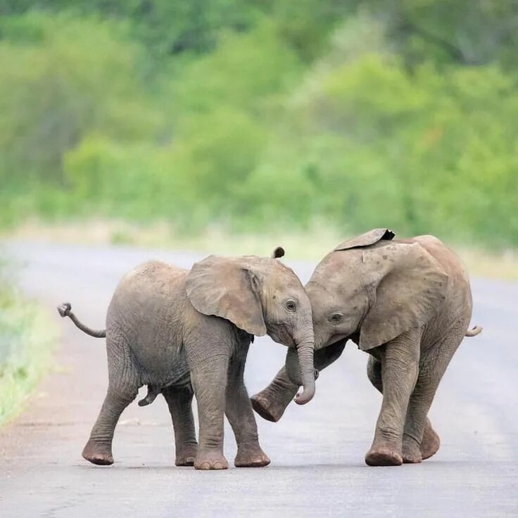 Play elephant. Слон слониха Слоненок Слонята. Слониха со слоненком. Маленький Слоник. Милые слоны.