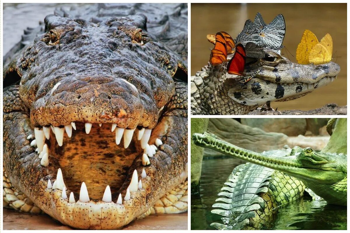 Большая крокодила где послушать. Нильский крокодил. Гребнистый крокодил страшный. Гребенчатый крокодил. Гребнистый крокодил зубы.