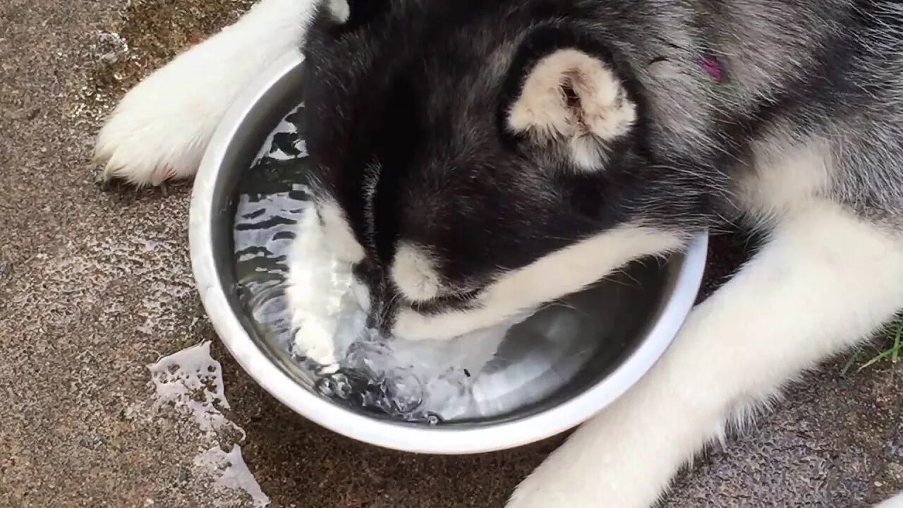 Собака постоянно пьет. Собака лакает. Собака пьет воду. Собака пьет воду из миски. Миска с водой.