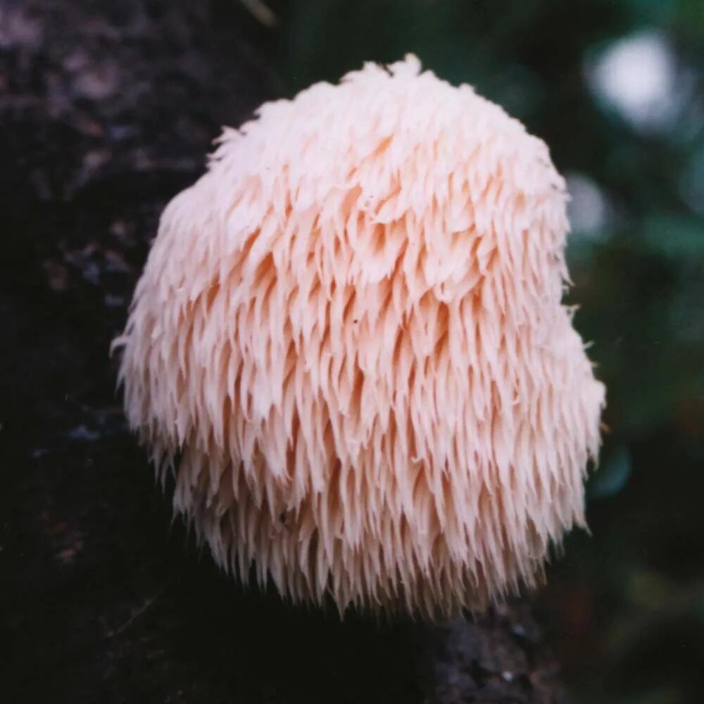 Mane mushroom