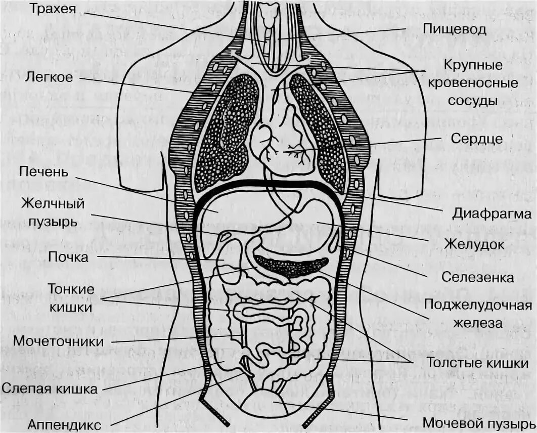 Органы левой стороны женщины