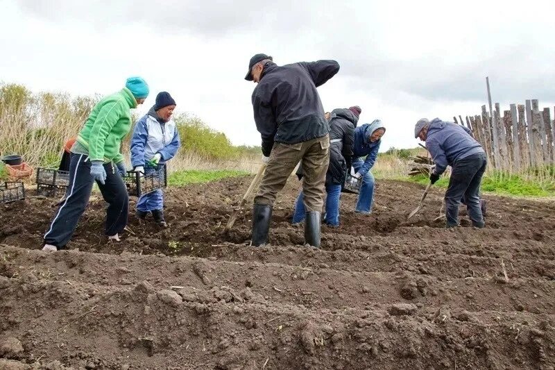Когда в этом году посадить картошку. Посадка картофеля. сажать картошку. посадка картошки. люди сажают картошку.