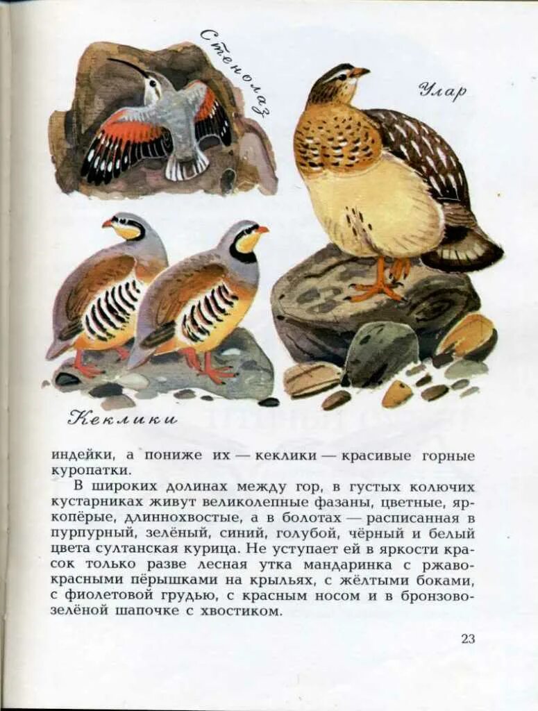 Книга бианки синичкин календарь. Бианки про куропаток рассказ. Бианки зимний теплый день на земле. В бианки про куропаток зимой. Текст о зиме бианки.