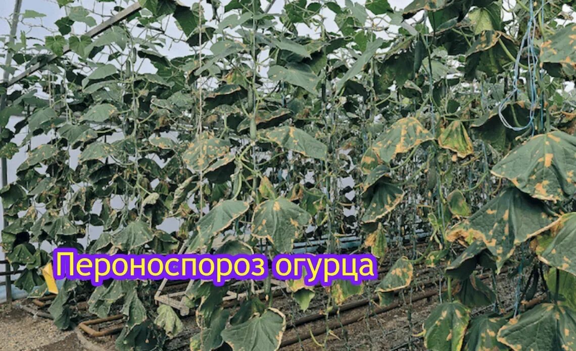 Ложная мучнистая роса, пероноспороз. Ложная мучнистая роса, пероноспороз. Ложная мучнистая роса (пероноспороз) downy mildew. Пероноспороз огурцов. Болезни огурцов пероноспороз.