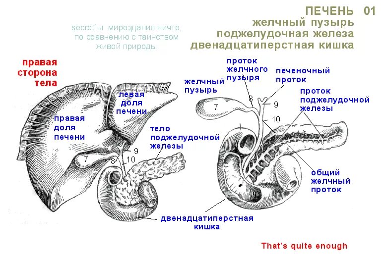 Орган имеет протоки открывающиеся в двенадцатиперстную кишку. Анатомия печень желчный пузырь протоки. Пузырный проток поджелудочной железы. Желчные протоки анатомия латынь. Анатомия желчного пузыря и протоков.