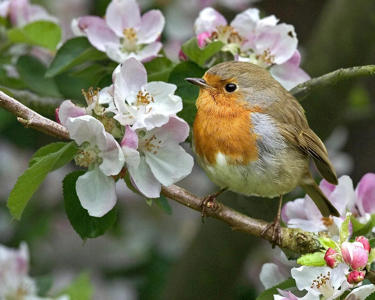 Bird may. Яблоня Зарянка. Весенние птички. Птица на цветущей яблоне.