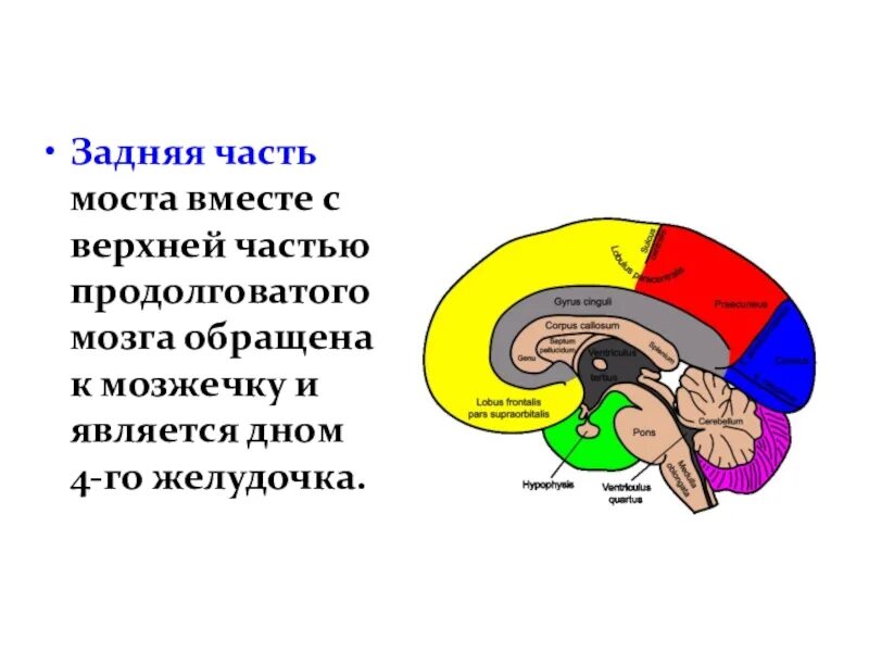 Задний мозг. Продолговатый и задний мозг. Задний мозг части отдела. Задний мозг мозг.