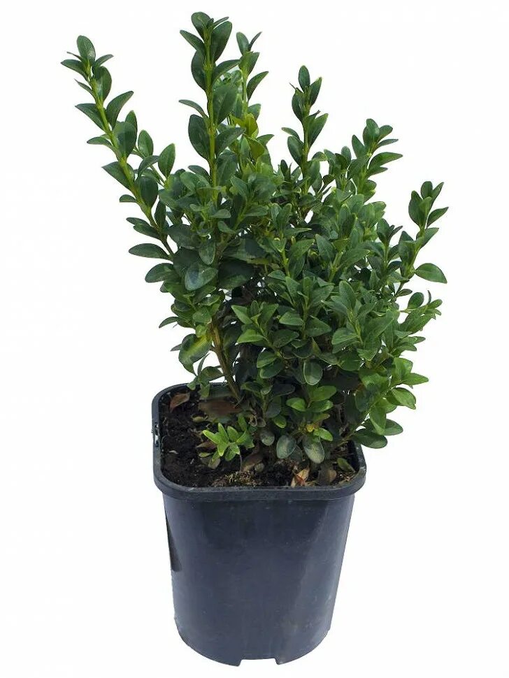 Стоит куст. Пузыреплодник зеленый изгородь. Стоит куст. Кизильник cotoneaster lucidus. Кизильник живой забор.