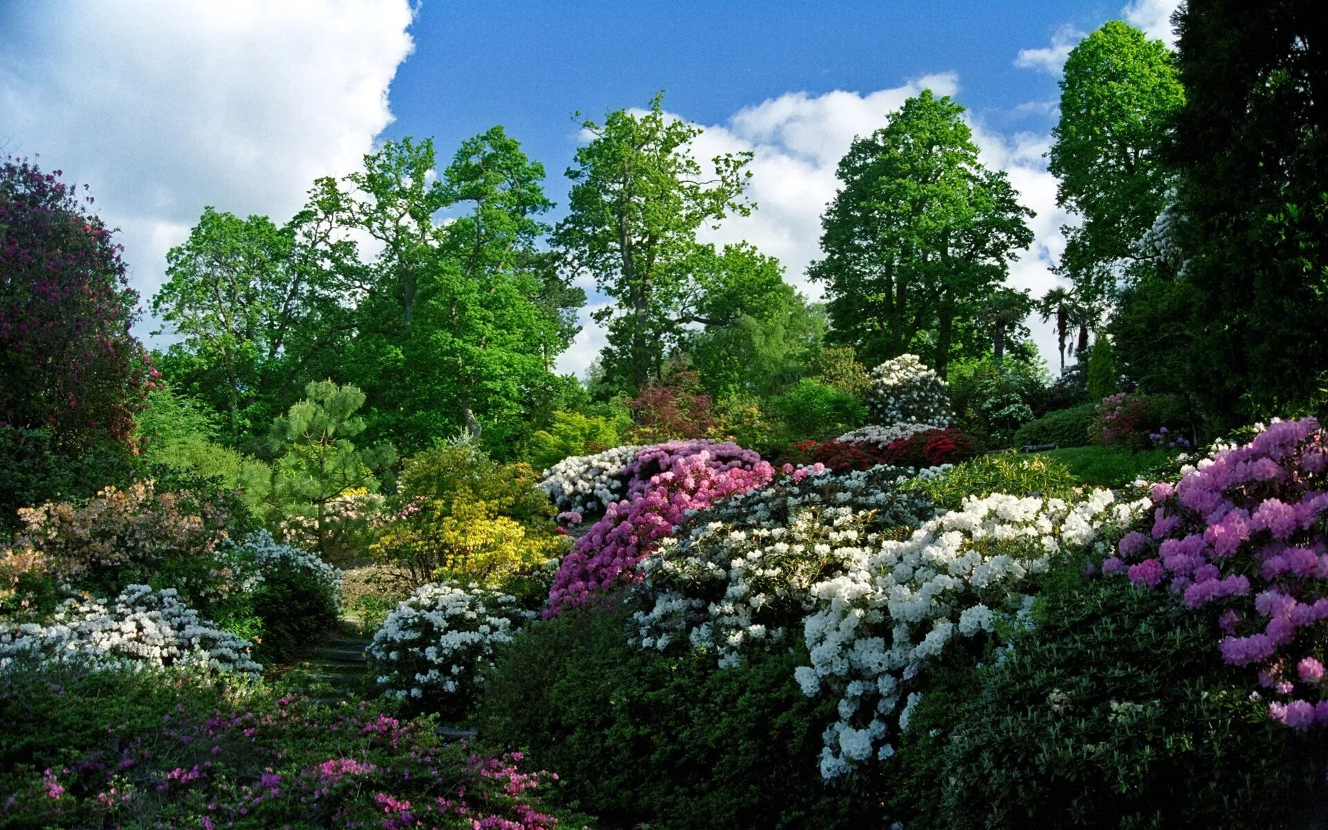 Парк цветов асикага в японии. Растения деревья. Сады эксбери, графство хэмпшир. Лесная поляна пмр. Сад кавати фудзи япония.