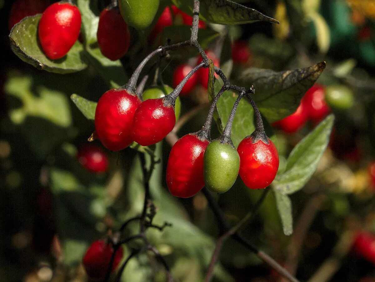 Пасленовые растения ягода. Паслён сладко-Горький. Паслен Дулькамара. Паслен сладко-Горький (красный).