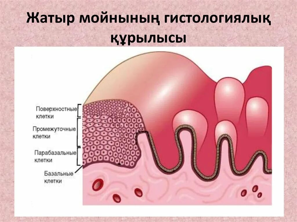 Разрастающийся эндометрий. Железистая гиперплазия гистология. Слизистая оболочка шейки матки гистология. Полипы эндометрия этиология. Полип эндометрия патогенез.