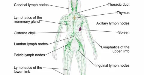 Lymph