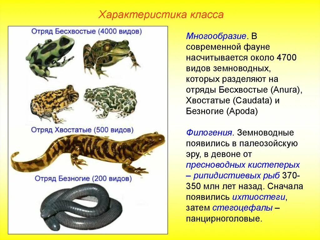 Класс земноводные многообразие. Таблица земноводные безногие хвостатые бесхвостые. Отряды хвостатых, бесхвостых,безногих земноводных. Хвостатые безногие бесхвостые класс земноводные. Отряды земноводных 7 класс.