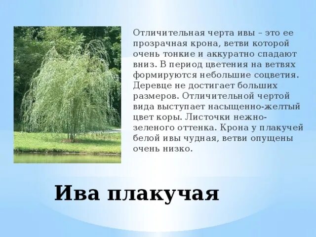 Сочинение ива над заглохшей рекой. Ива дерево описание. Краткое описание о дереве Ива. Рассказ про иву. Плакучая Ива дерево описание.