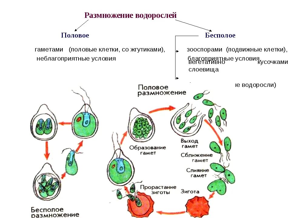 Стадия жизненного цикла водорослей. Половое и бесполое размножение растений схема. Бесполое размножение водорослей схема. Цикл размножения хламидомонады. Схема бесполого размножения растений.