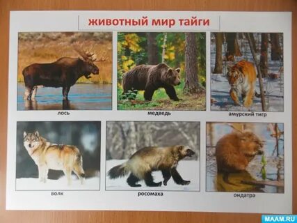 Окружающий мир животные тайги