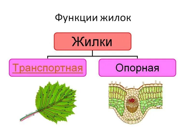 Биология 6 класс функция листьев. Функция жилок листа биология 6 класс. Функции жилок листа. Какова функция жилок листа биология 6 класс. Функции жилок листа 6 класс.