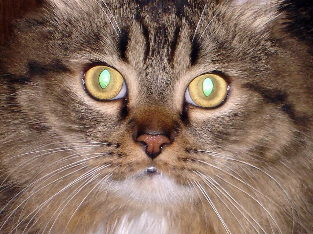 Глаза кошки. Светящиеся глаза кошки. Кот со светящимися глазами. Кошка со светящимися глазами. Время глазами кошки