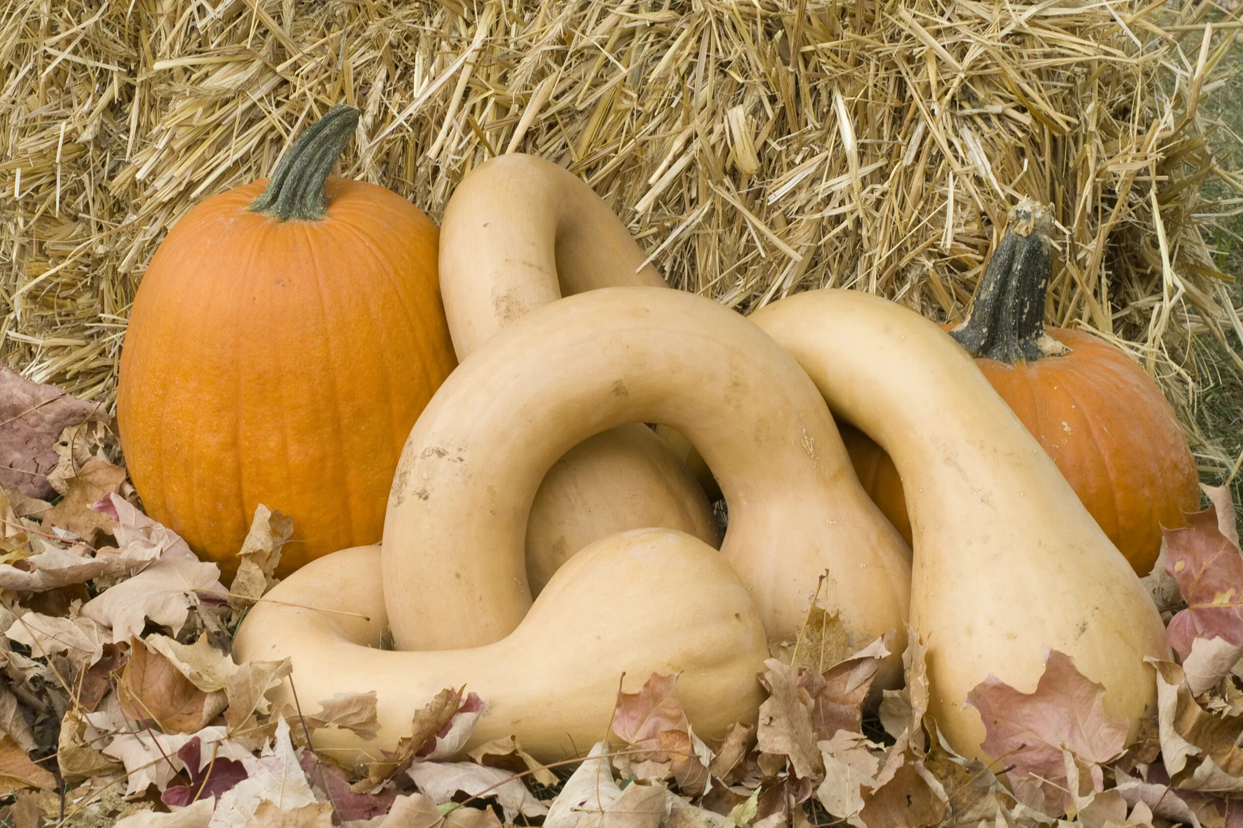 Твердо тыква. Тыква Кукурбита. Тыква мускатная Прикубанская. Cucurbita moschata. Тыква бутылочная.