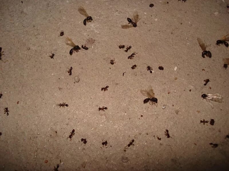 Мелкие черные муравьи. Чёрные муравьи в доме. Крупные черные муравьи в доме. Темные муравьи дома.