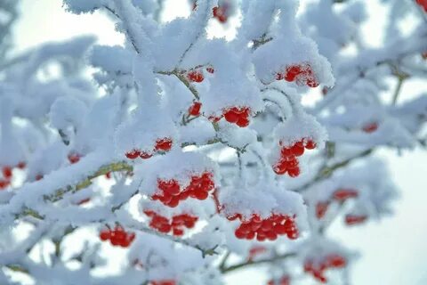 Снежно красная