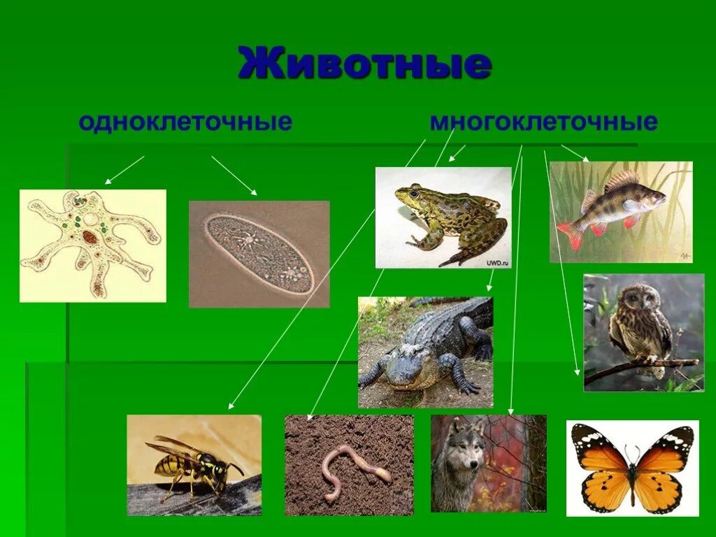 Многоклеточное позвоночное животное. Многоклеточные животные. Одноклеточные и многоклеточные животные. Одноклеточные и много Клеточые животные. Многоклеточные животные 3 класс.