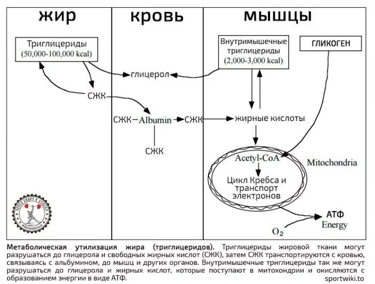 Как происходит сжигание. Процесс сжигания жиров в организме. Процесс сгорания жира в организме. Механизм сжигания жира.