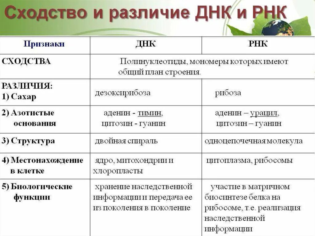 Сходства и различия нуклеиновых кислот таблица ДНК И РНК. Таблица по биологии сходства и различия ДНК И РНК. Признаки сравнения ДНК И РНК таблица. Заполните таблицу сходство и различие ДНК И РНК.