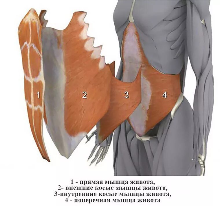 Сильные мышцы живота. Поперечная мышца живота анатомия. Поперечная мышца живота анатомия функции. Мышцы живота послойно анатомия. Слои мышц живота.