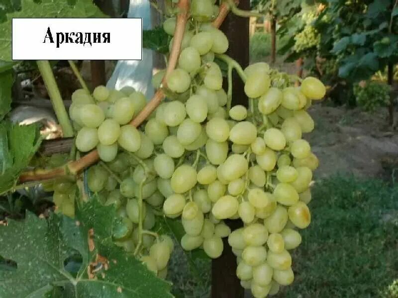 Виноград аркадия: описание сорта с характеристикой и отзывами, особенности посад