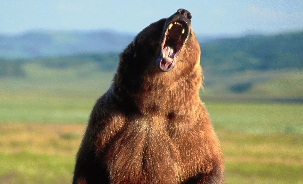 Медведь в полный рост. Медведь нападает в полный рост. Dick bear