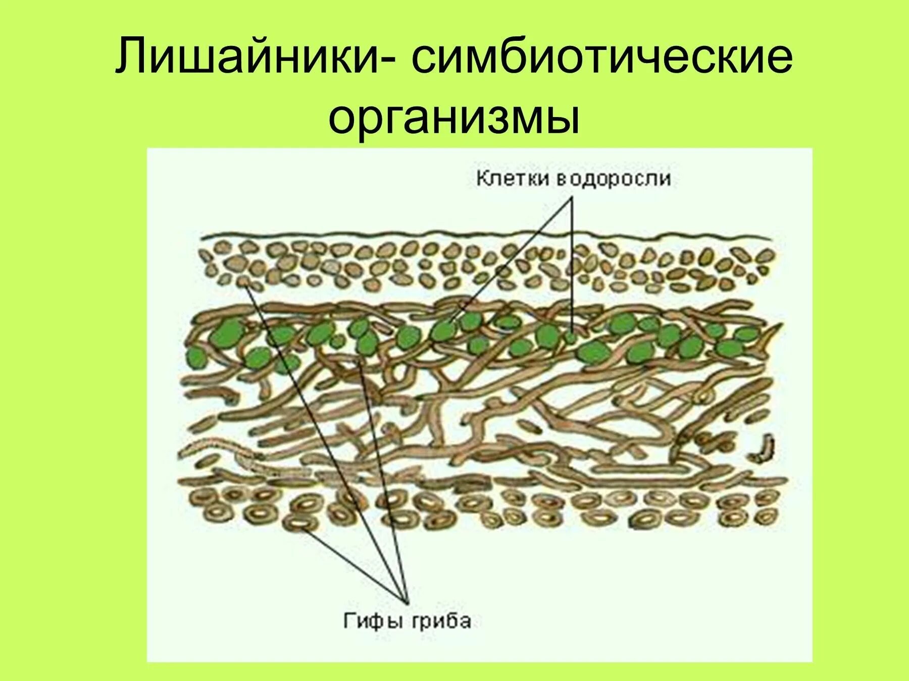 Взаимоотношения гриба и водоросли. Строение слоевища лишайника. Строение лишайника 5 класс биология. Схема строения лишайника 5 класс биология. Внутреннее строение лишайника 5 класс биология.