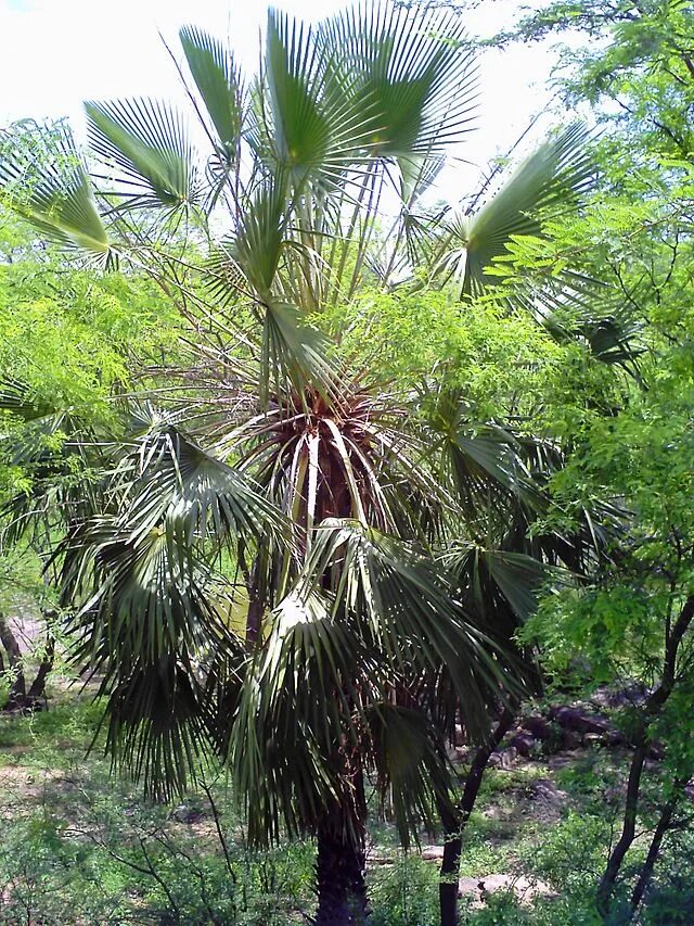 Copernicia cerifera wax. Пальма коперниция. Пальмы copernicia cerifera. Карнаубская пальма. Copernicia cerifera wax.
