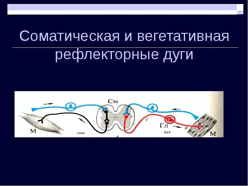 Соматический и вегетативный различия. Соматическая и вегетативная нервная. Соматическая и вегетативная рефлекторная дуга. Рефлекторная дуга соматического и вегетативного рефлекса. Рефлекторная дуга соматического рефлекса.