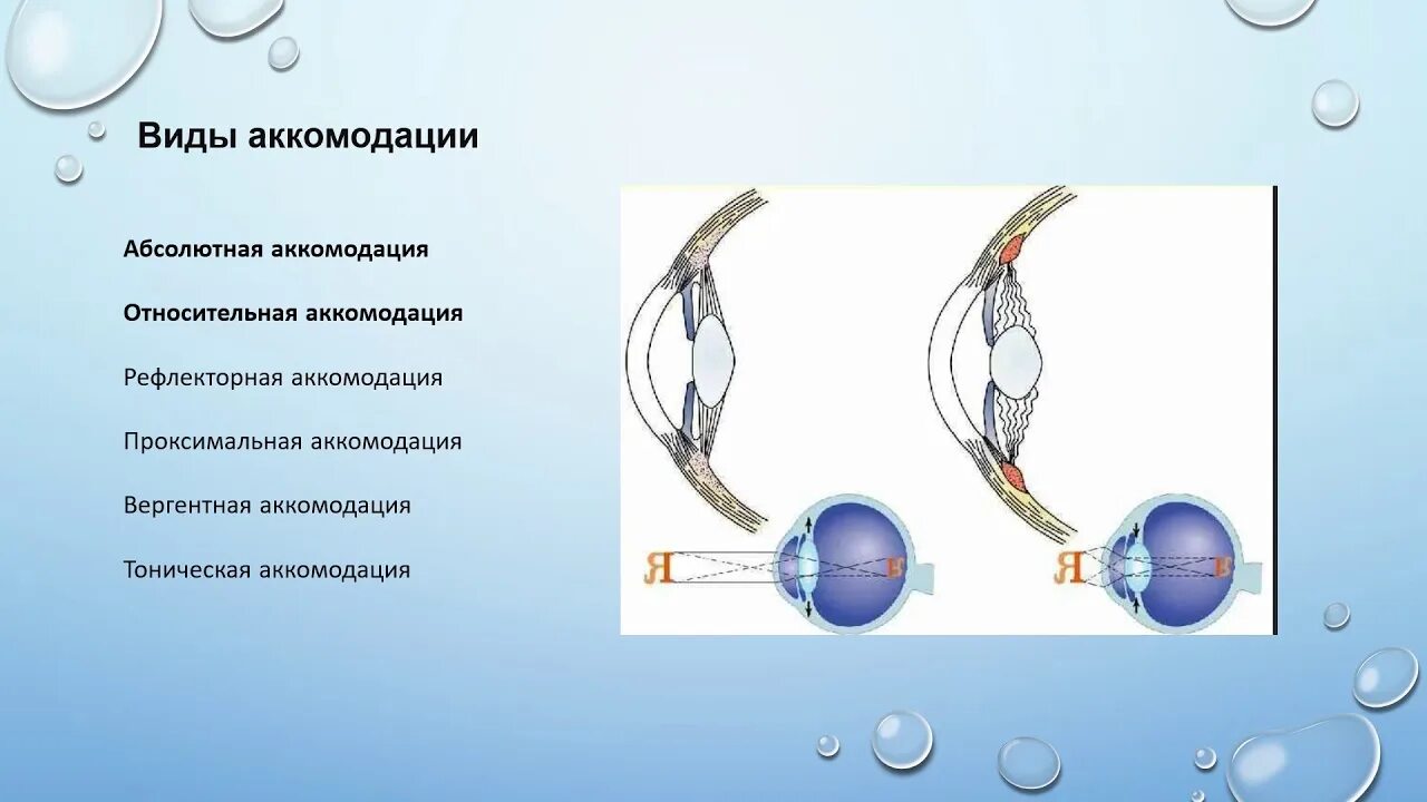 Аккомодация определение. Относительная аккомодация. Виды аккомодации. Абсолютная аккомодация. Механизм аккомодации.