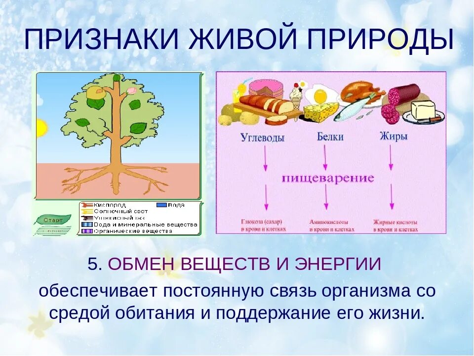 Свойство живого 6 класс. Схема признаки живого. Питание свойство живых организмов. Биологические признаки живого организма. Признаки живых организмов схема.