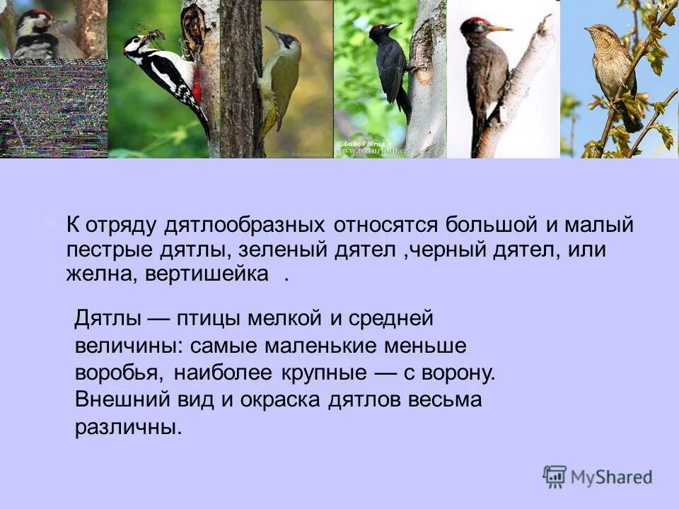 крупнейший отряд птиц. отряд страусообразные признаки отряда. отряд дятлообразные птицы. отряд журавлеобразные представители. признаки отряда казуарообразные.