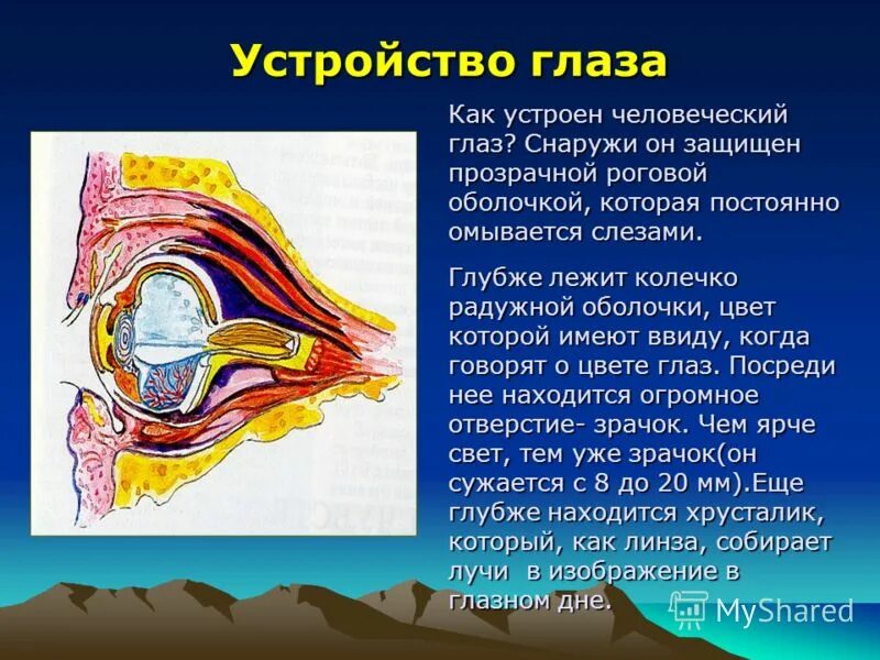 узнай подробнее о строении и работе наших. информация о работе наших органов чувств. узнай подробнее о строении и работе наших. строение и работа наших органов чувств. узнай поподробнее о строении и работе наших органов чувств.