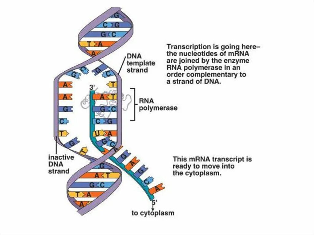Транскрибируемая днк направление. Транскрипция ДНК. Синтез белка ДНК И РНК. Схема взаимосвязи между процессами ДНК ИРНК белок. Транскрипция ДНК картинка.
