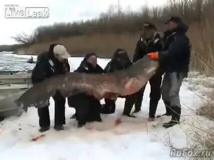 Большой сом видео