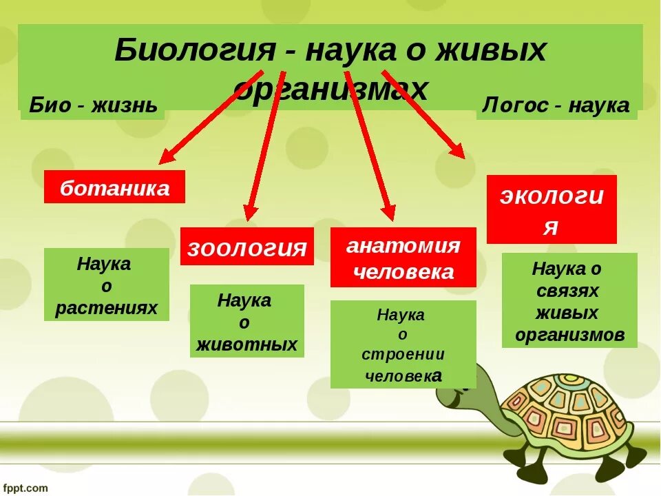 Урок проект биологии. Что изучает биология. Наука о живых организмах. Науки биологии. Биология наука о живых организмах.