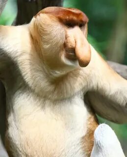 Long nosed