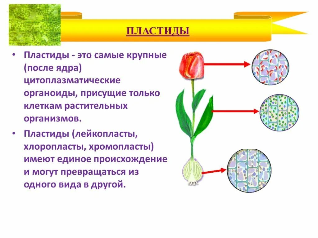 Строение пластид 5 класс. Лейкопласты и хромопласты. Пластиды хлоропласты лейкопласты. Пластиды растений биология 5 класс.