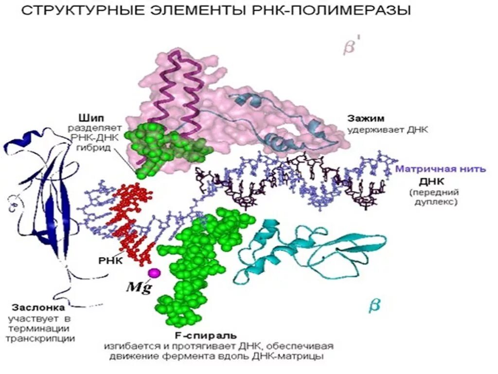 Структура ДНК зависимой РНК полимеразы. Структура РНК-полимераз эукариот. ДНК полимераза и РНК полимераза. РНК полимераза эукариот строение.