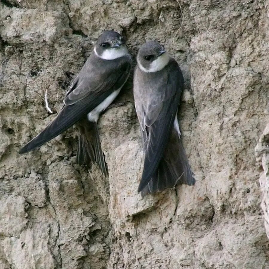 Сколько живут стрижи