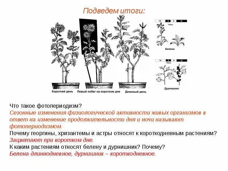 Фотопериодизм у растений. Сезонный фотопериодизм. Фотопериодизм в жизни растений. Растения короткого дня фотопериодизм.