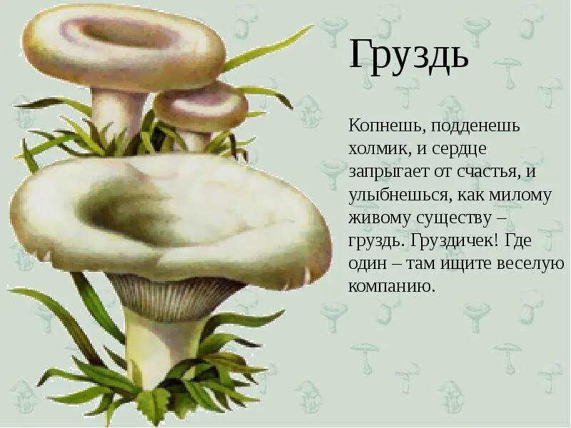 3 лисички грибы. Рассказ любимые грибы нашей семьи. 3 лисички грибы. Сообщение о съедобных грибах. Гриб лисичка описание.
