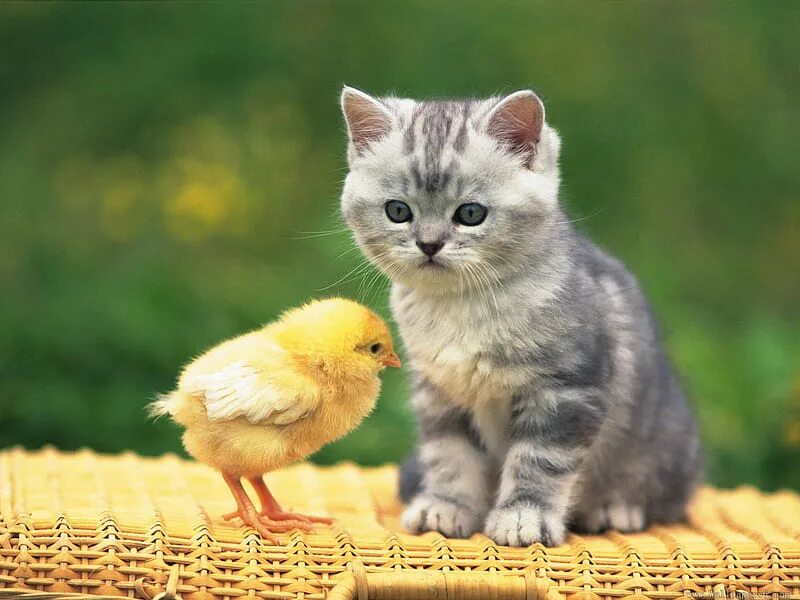 Кошка с цыплятами. Котенок и утенок. Котик и цыпленок. Котята.